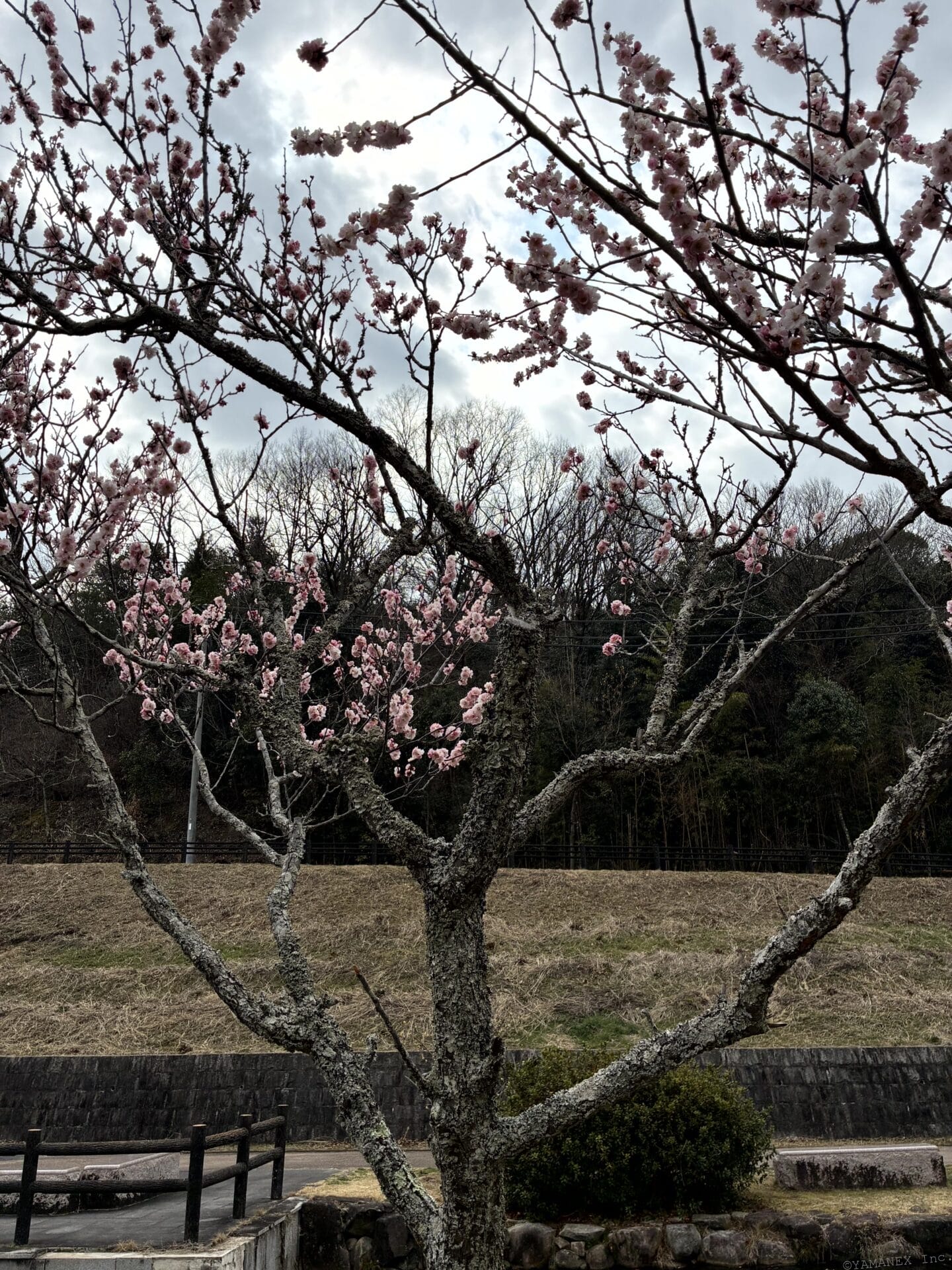 iPhone17e カメラ 桜の花を捉えた一枚